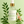 Roseray Room & Linen Spray